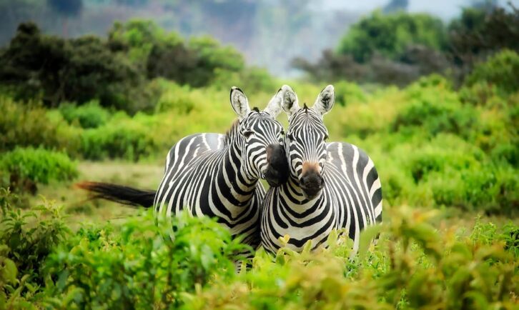 Códigos QR para Servicios de Rehabilitación de Fauna Salvaje: Consejos fáciles de seguir y cuidar